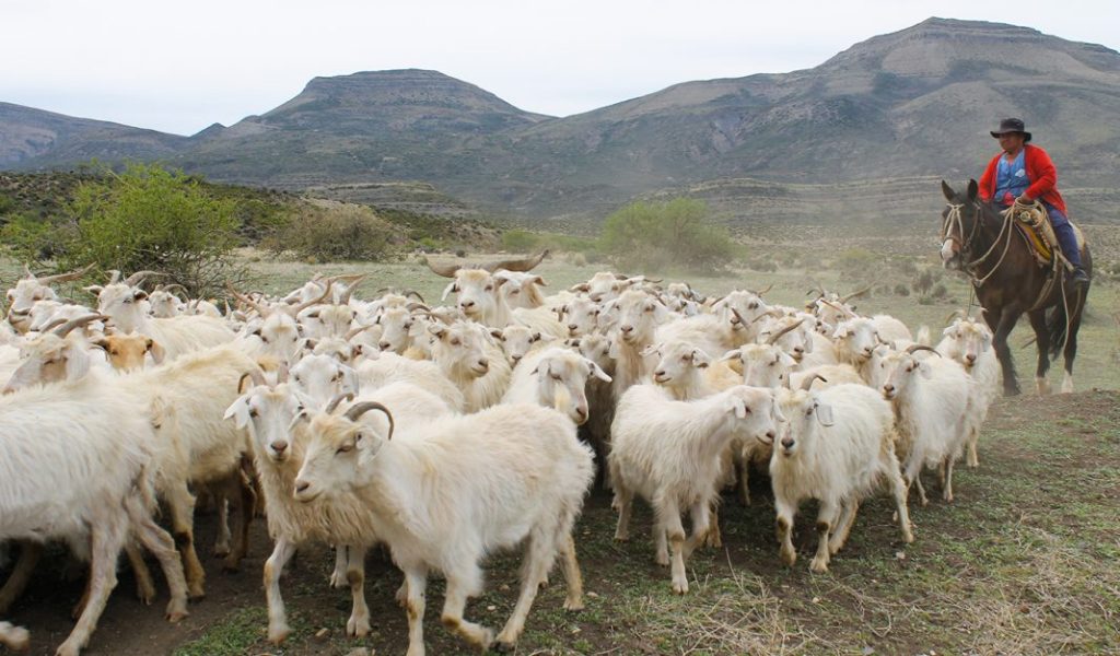 huelllas de arreo
